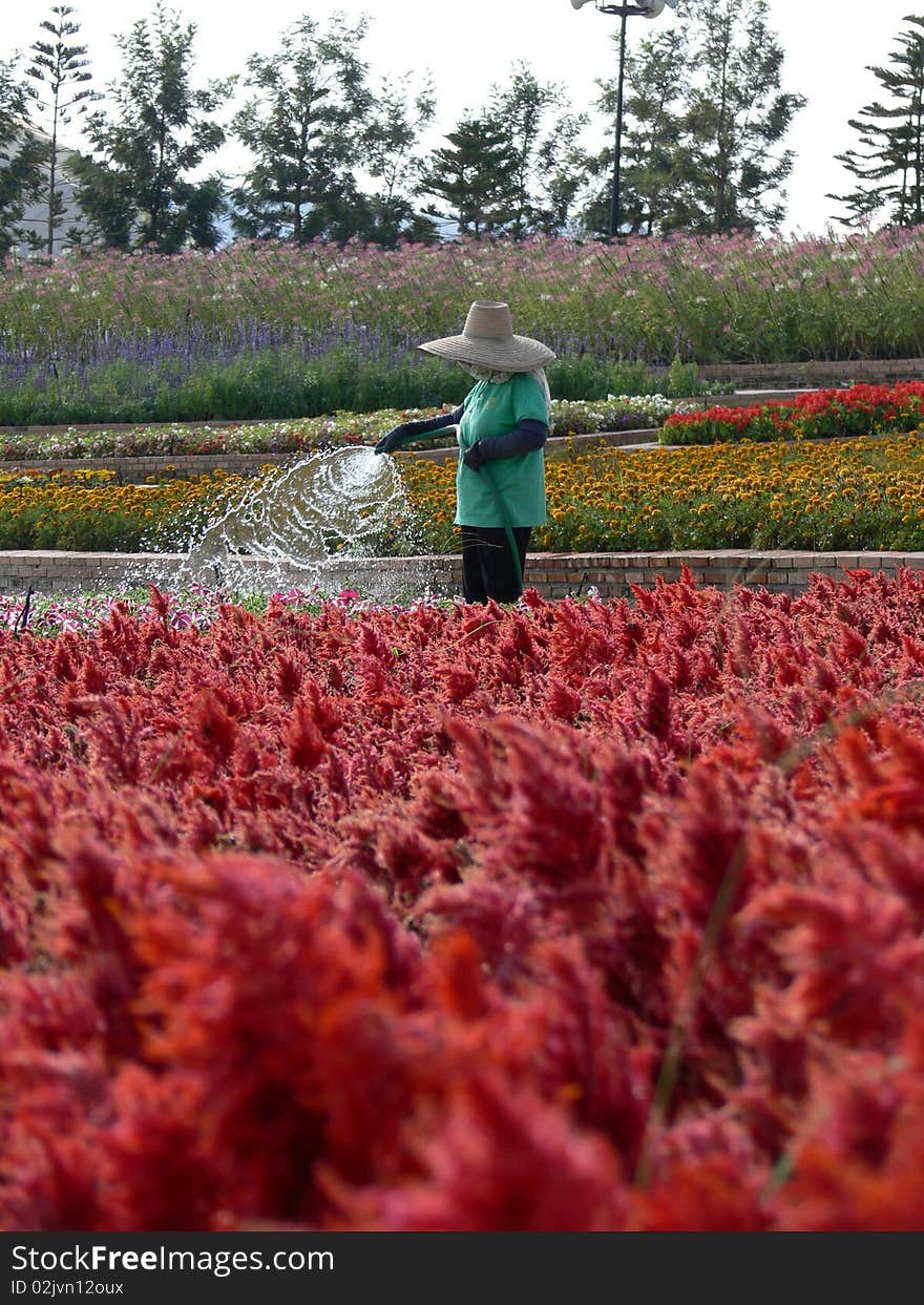 The women works in beautiful garden. The women works in beautiful garden