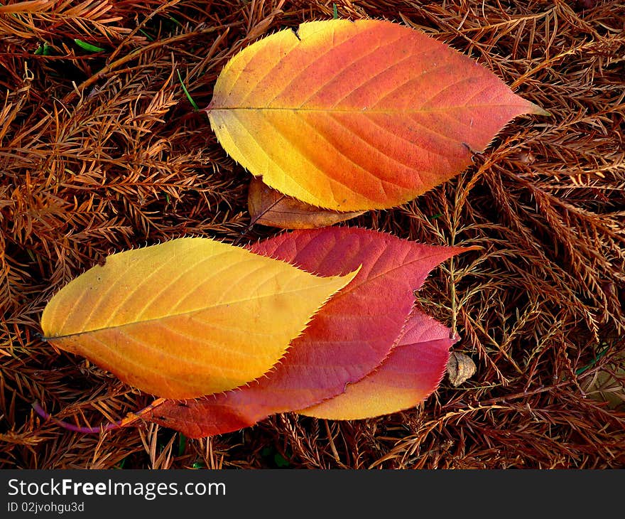 Spear shaped autumn leaves