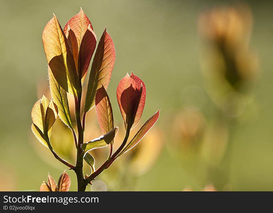 New Spring Leaves