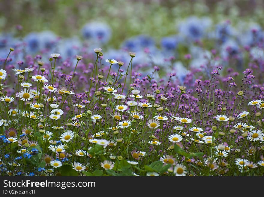 Many colored flowers in a green field