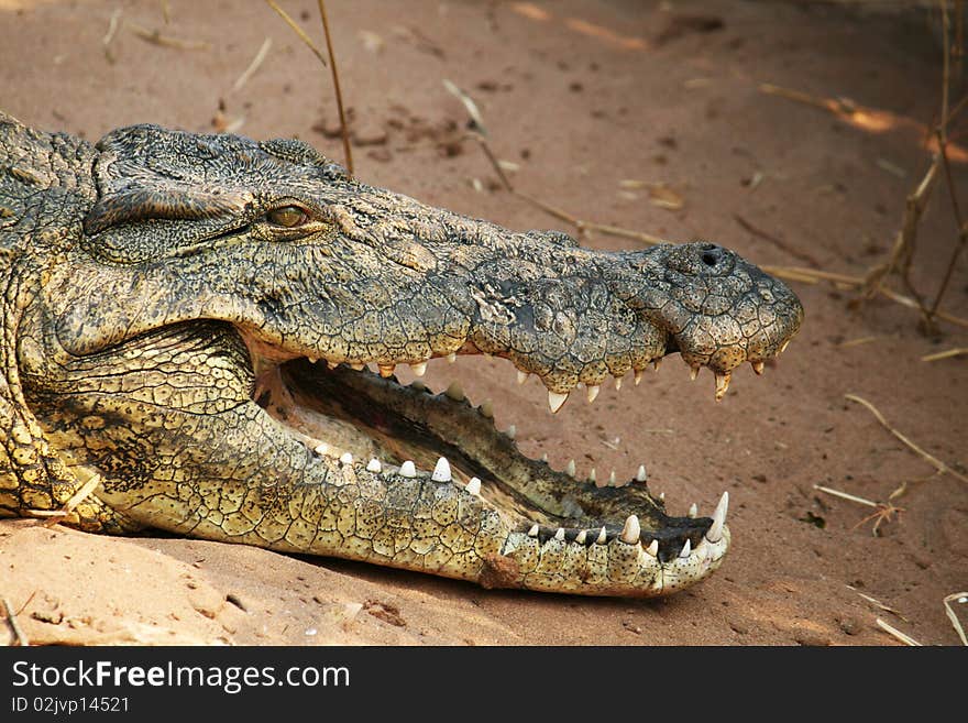 The open mouth of a crocrodile. The open mouth of a crocrodile