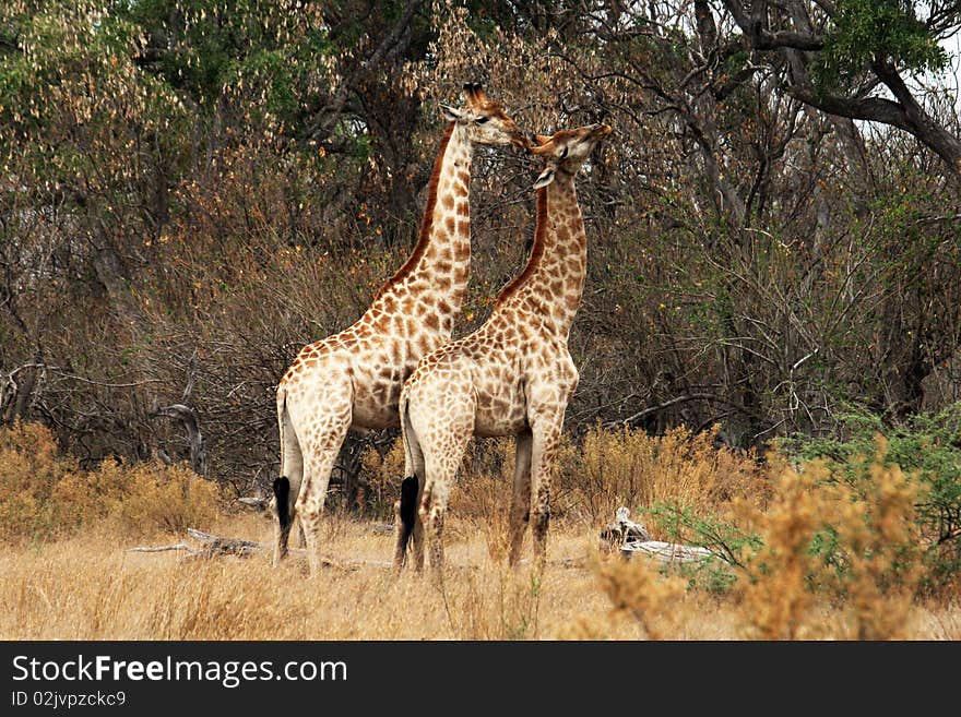 Two giraffes in the savanna