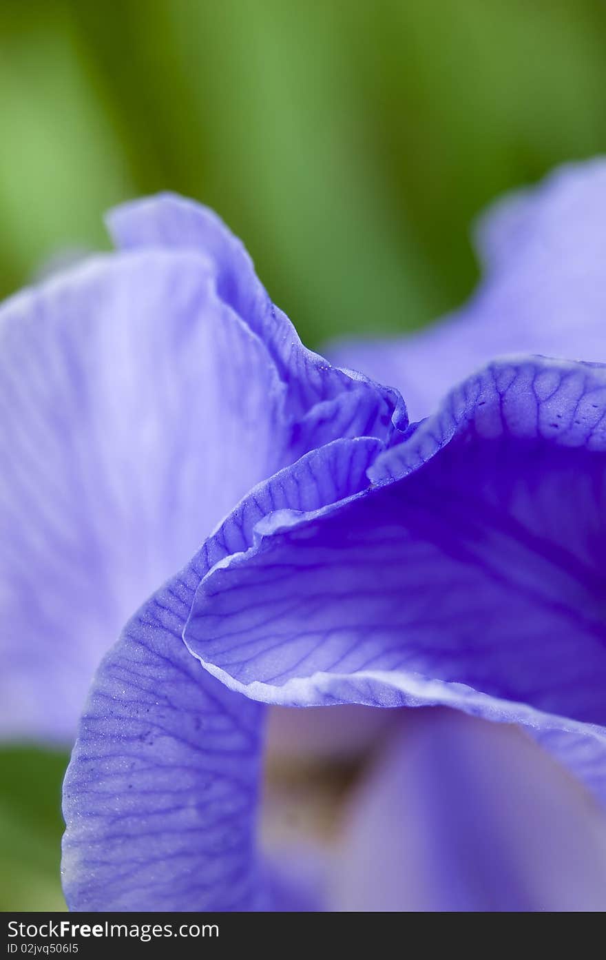 Purple iris