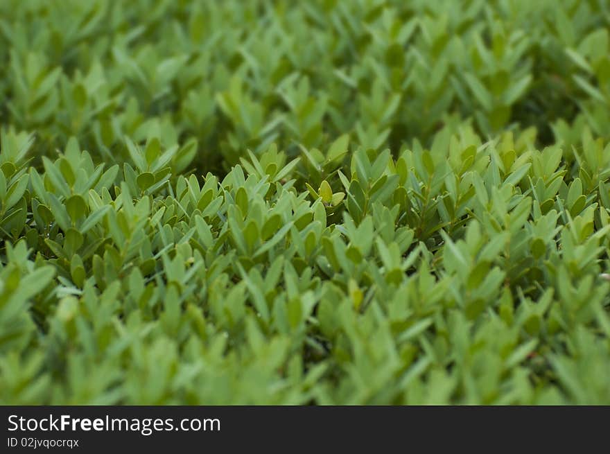 Many little leaves of a nice plant