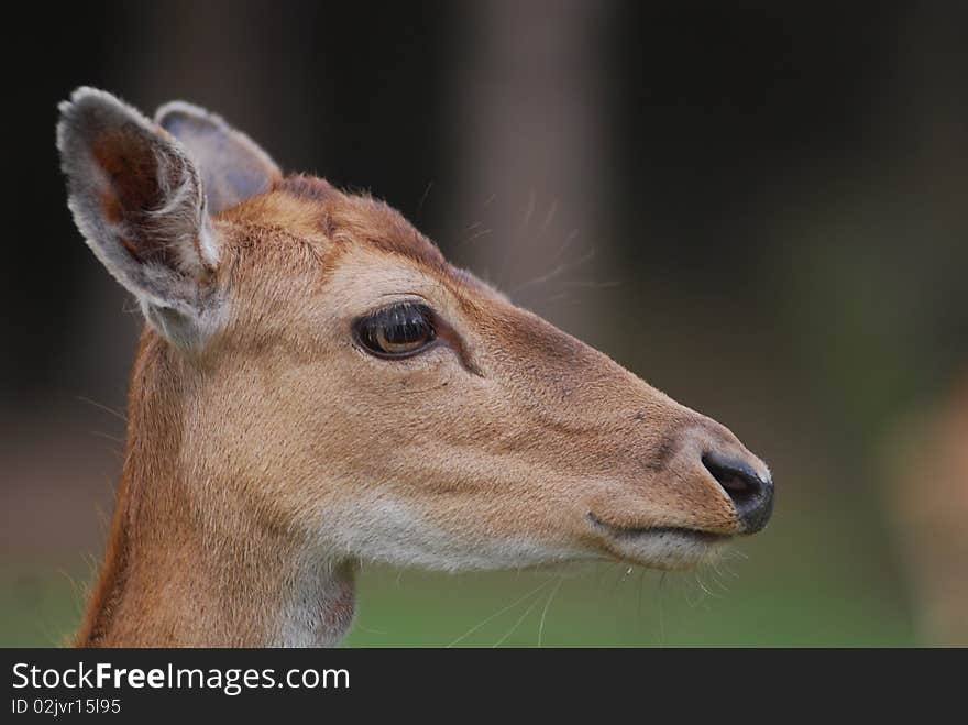 Portrait of roe-deer with big eyes