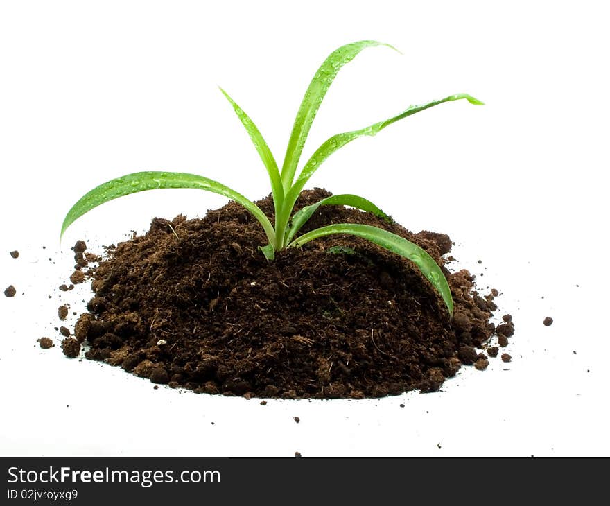 Young green plant on a heap of soil with dewdrops