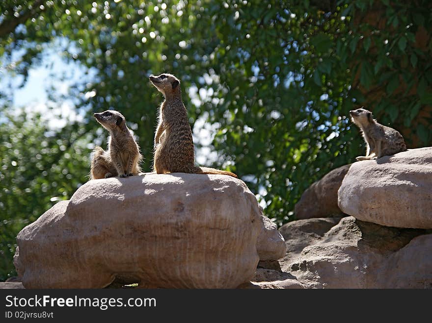 Three meerkats sitting on stones looking around