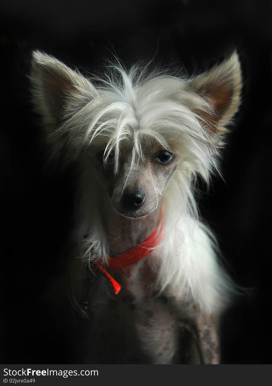 Pedigree Chinese Crested dog with white hairstyle