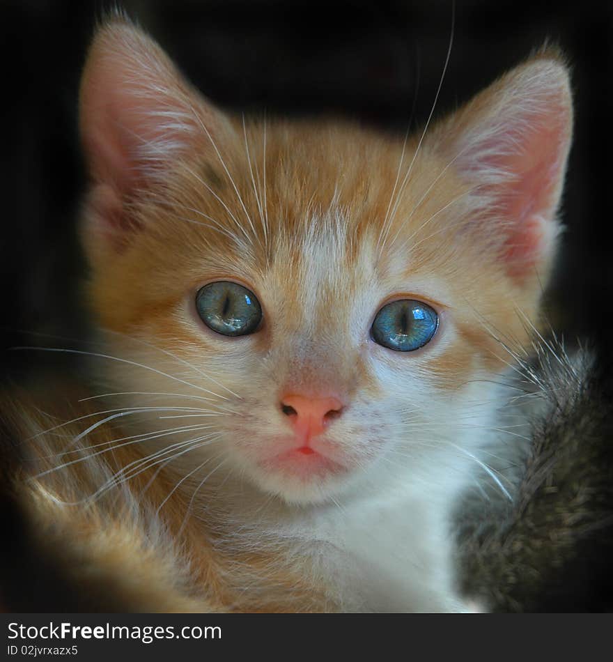 Red kitten with blue eyes