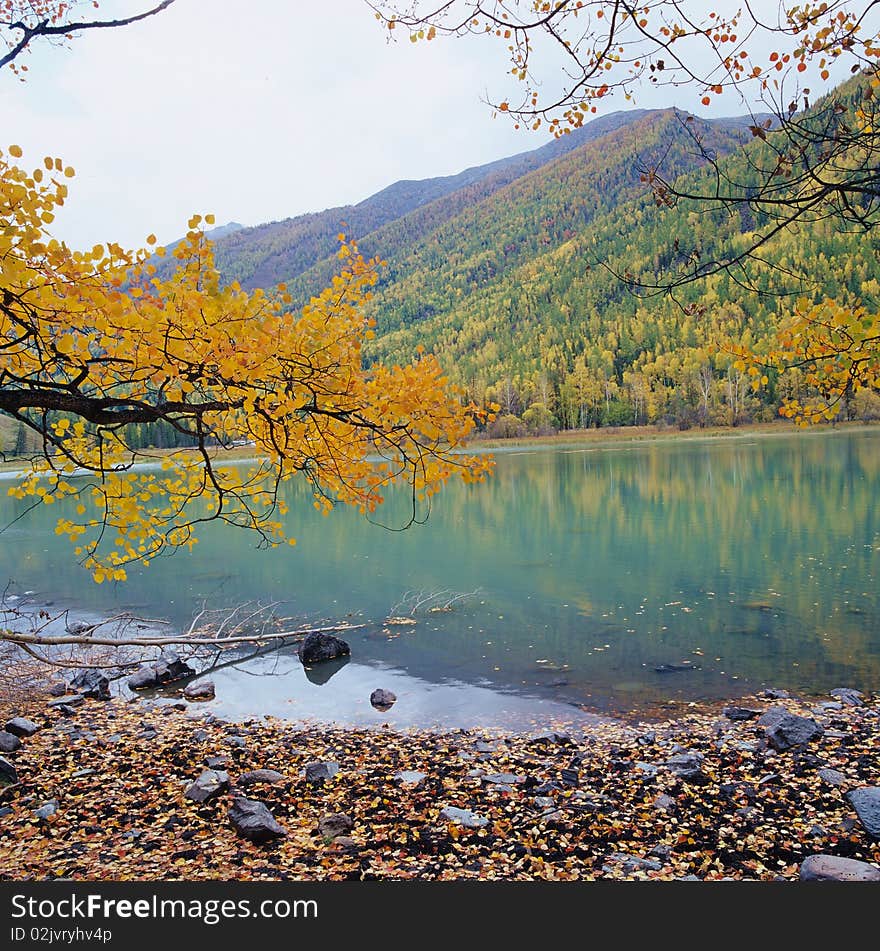 Colorful lake. yellow trees and green lake in the season of fall.