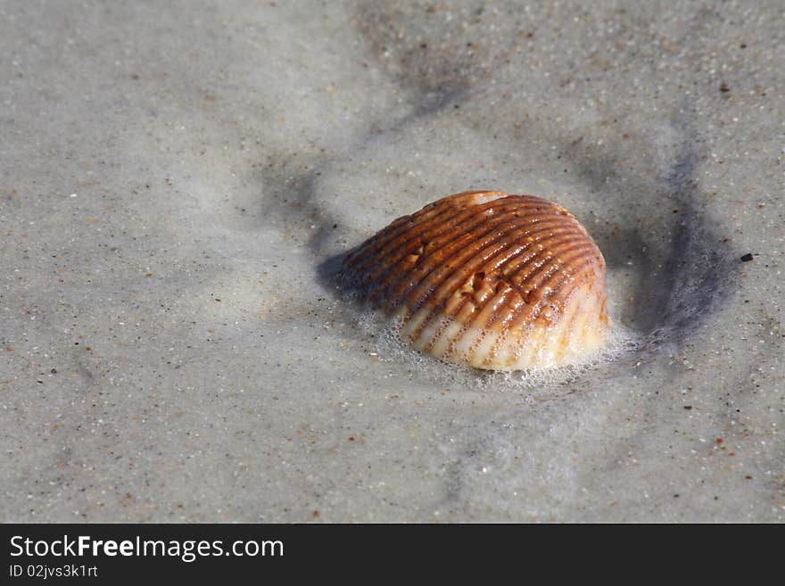 Seashell in Sand