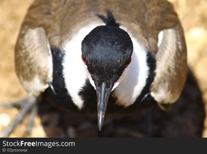 Spur-winged plover guarding the eggs in the nest. Spur-winged plover guarding the eggs in the nest.