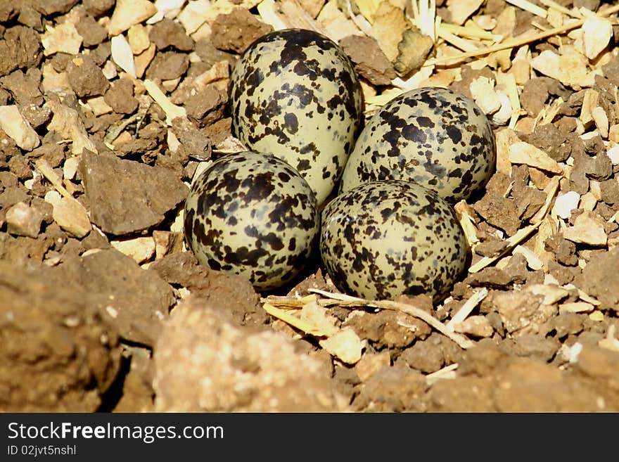 Nest with eggs