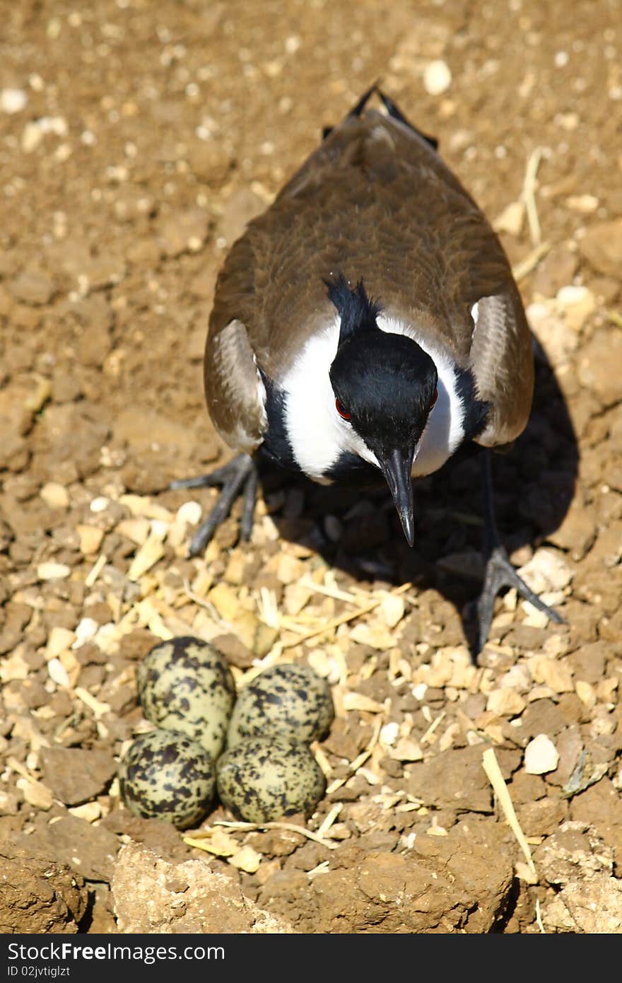 Spur-winged plover guarding the eggs in the nest. Spur-winged plover guarding the eggs in the nest.