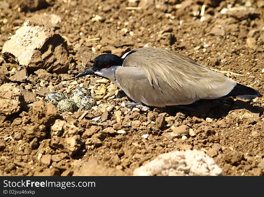 Spur-winged plover guarding the eggs in the nest. Spur-winged plover guarding the eggs in the nest.