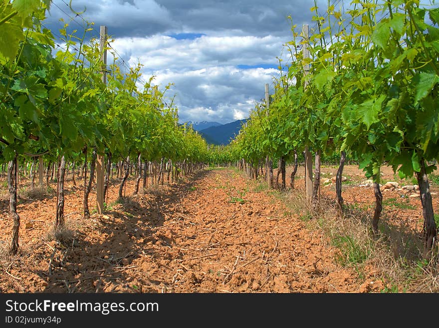 Vineyard of pigato wine in Liguria, Italy. Vineyard of pigato wine in Liguria, Italy