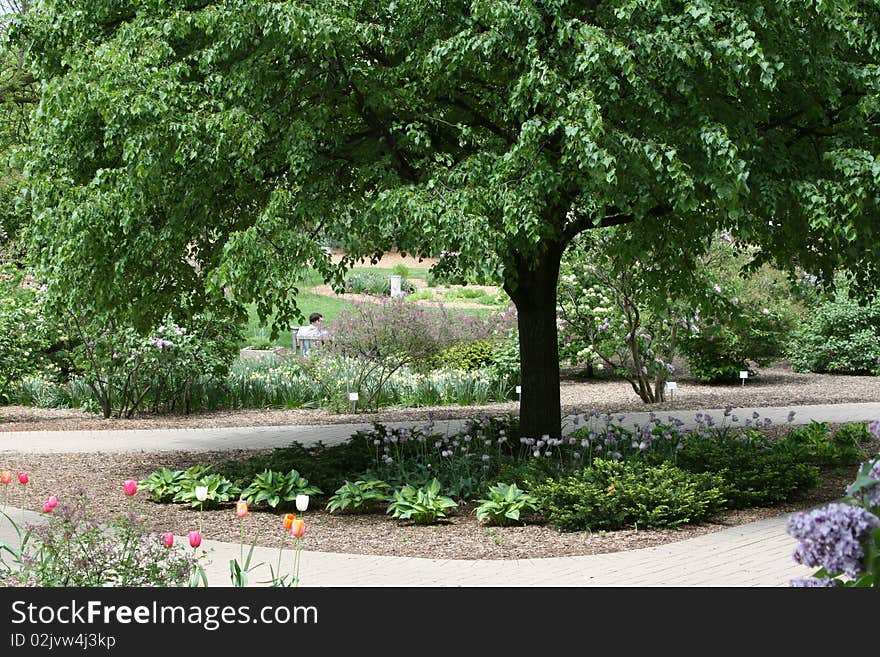 Tree Arching Over Garden