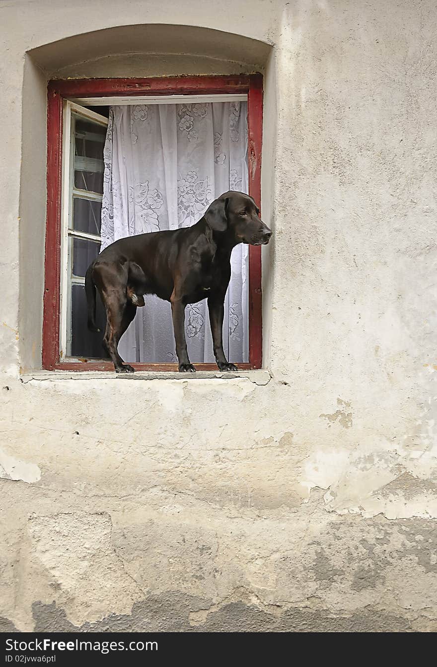 A black dog looking in the street from a window. A black dog looking in the street from a window