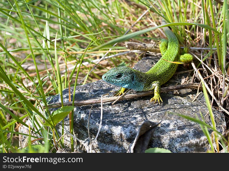 Green lizard in the spring grass, Austria. Green lizard in the spring grass, Austria