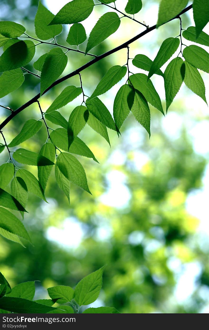 Green leaves in city park in the spring afternoon. Green leaves in city park in the spring afternoon