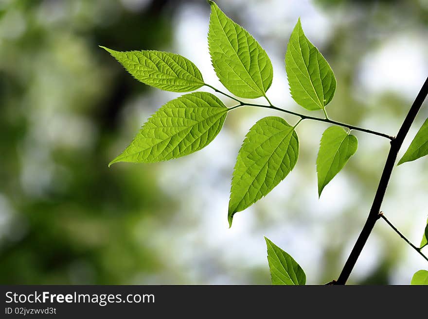 Green Leaf