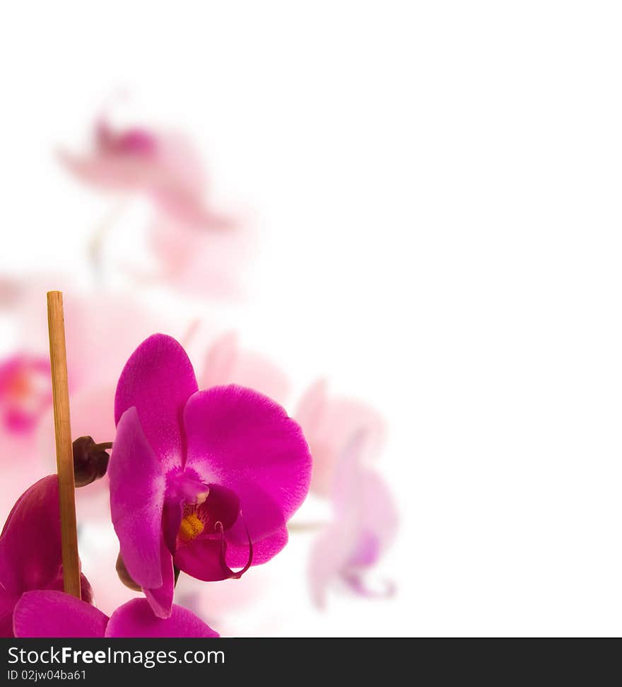 Beautyfull flowers in white background. Beautyfull flowers in white background