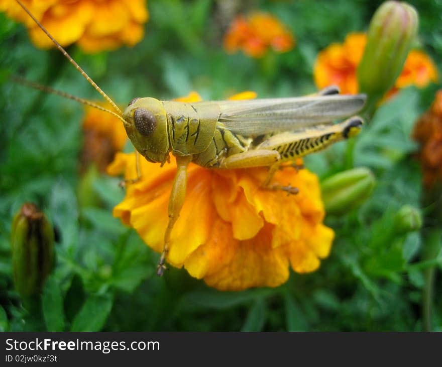 Grass Hopper on Orange Flower