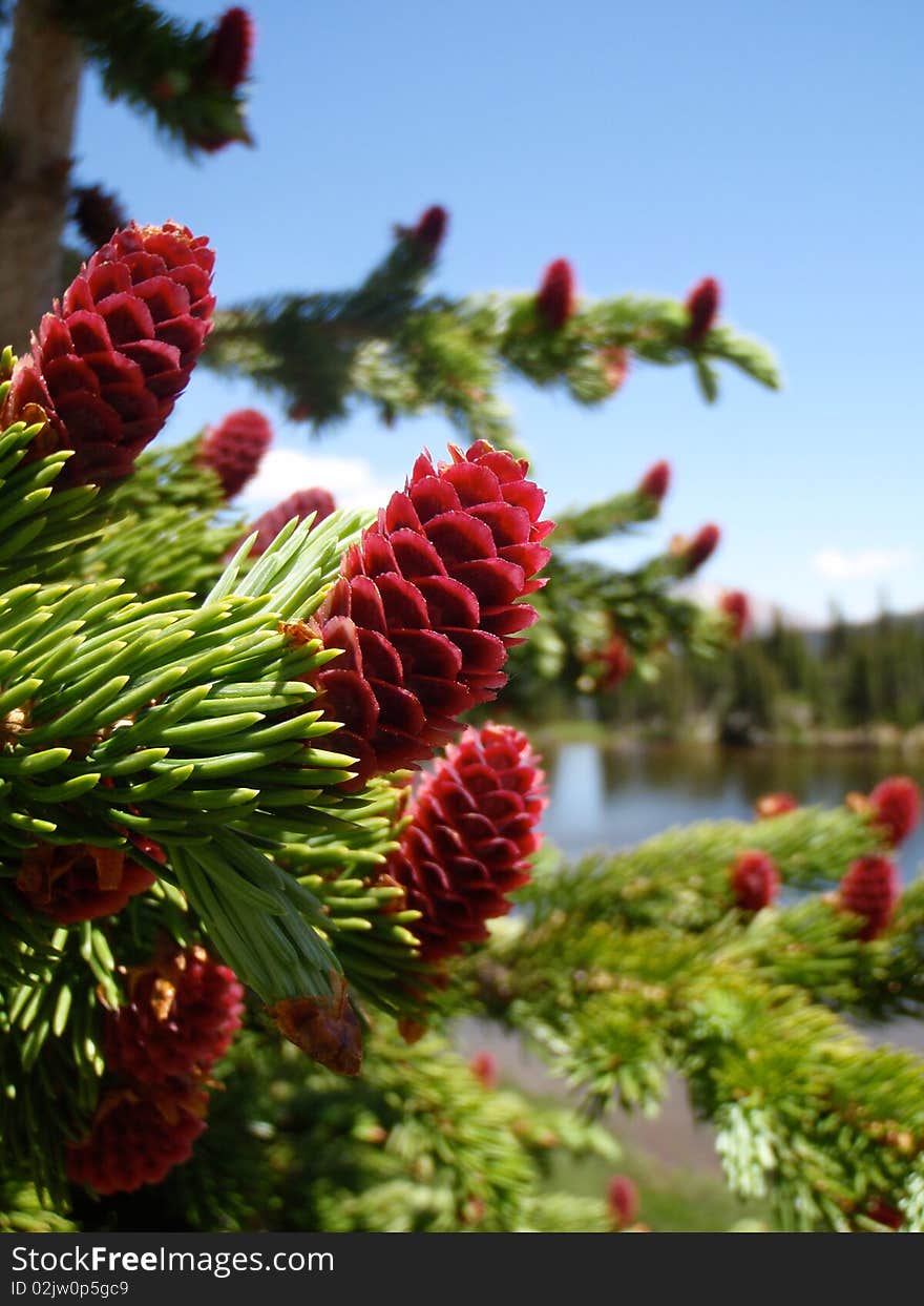 Pine Tree with Red Cones