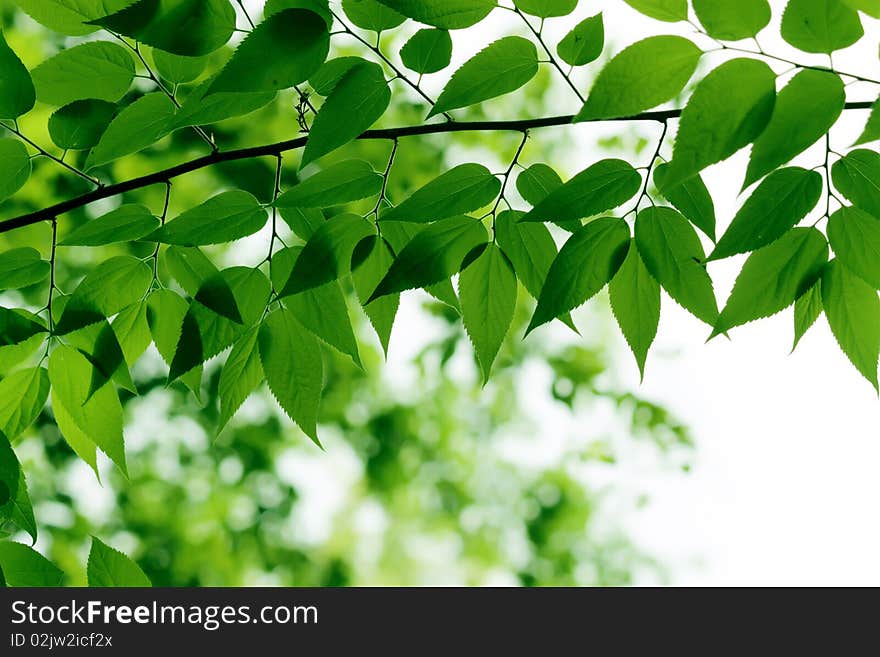 Green Leaf