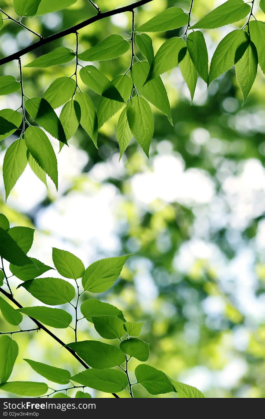 Green leaves in city park in the spring afternoon. Green leaves in city park in the spring afternoon