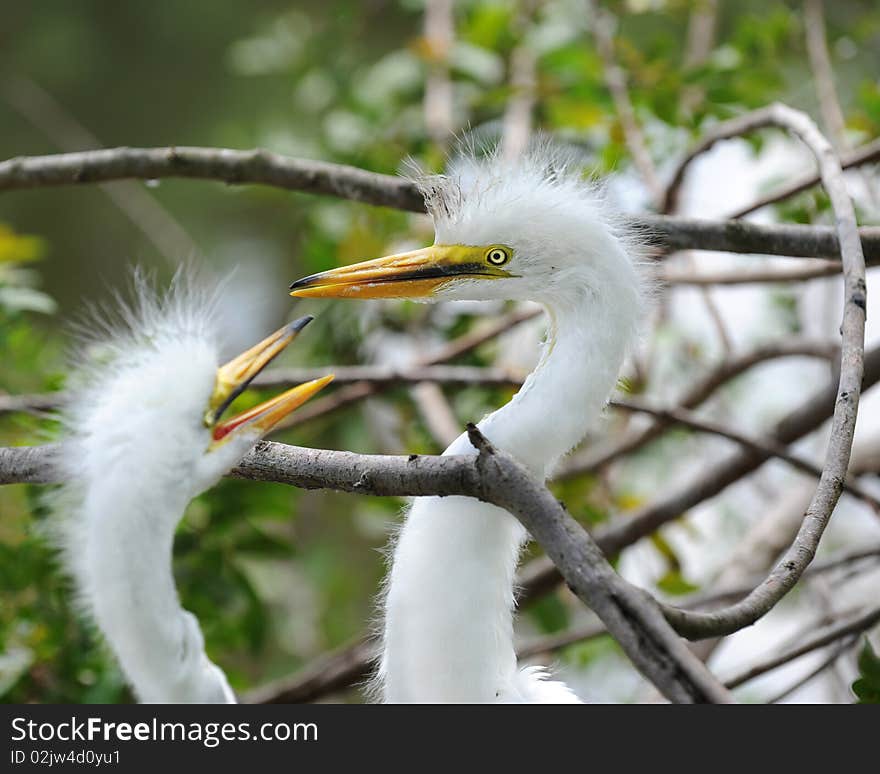 Juvenile Egret Siblings