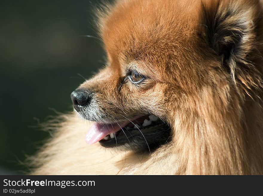 Pomerian cute puppy head with green background. Pomerian cute puppy head with green background