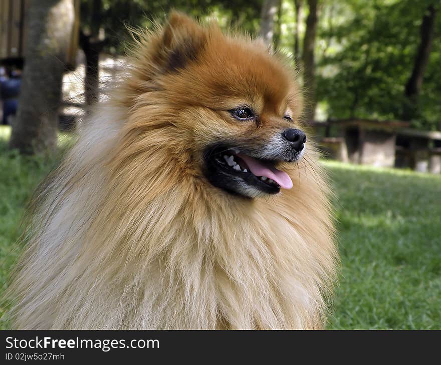 Profile of cute puppy