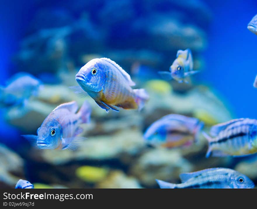 Blue saltwater world in aquarium