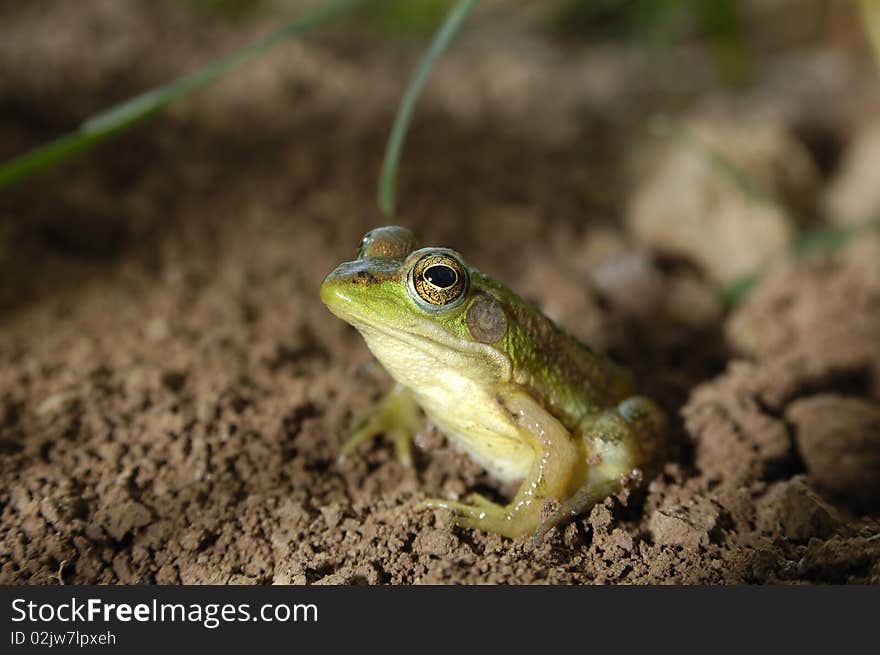 Frog sitting