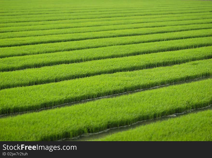 Rice seedlings in spring, China