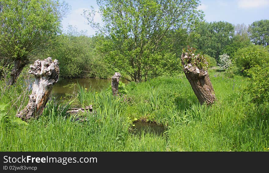 Sight on a Floodplain with Cut Willow Trees, Grass ans Sky during early Summer, Pond, Nature, Environment, Mead landscape, Germany