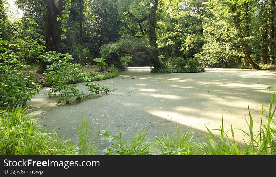 Sight on a Pond inside Park Area Jungle like Forest, Water flanked by Trees. Sight on a Pond inside Park Area Jungle like Forest, Water flanked by Trees