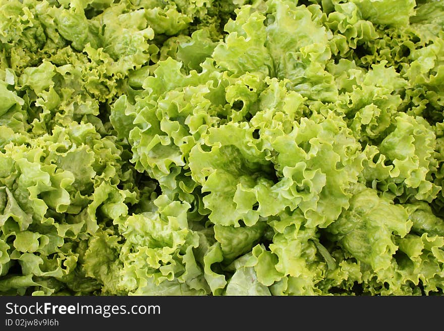 Fresh lettuce background close up