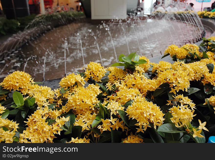 Many flower in garden thailand