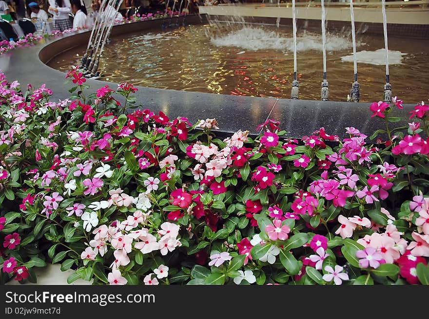 Many flower in garden thailand