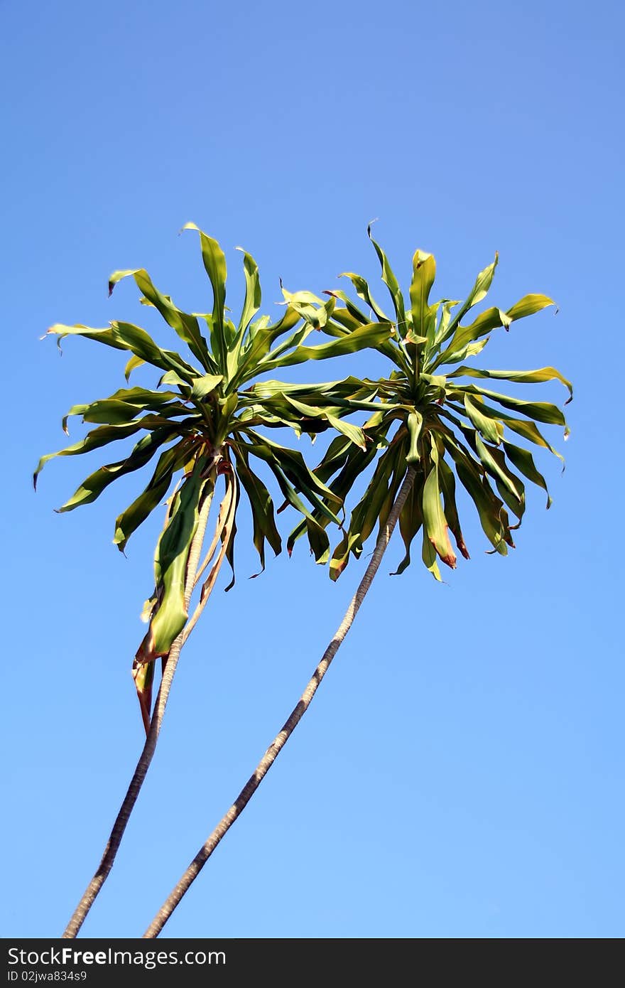 Stick in the sun it outdoors