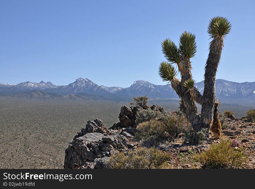 Nevada Desert Landscape