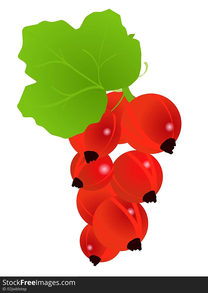 Vector colored illustration of currant