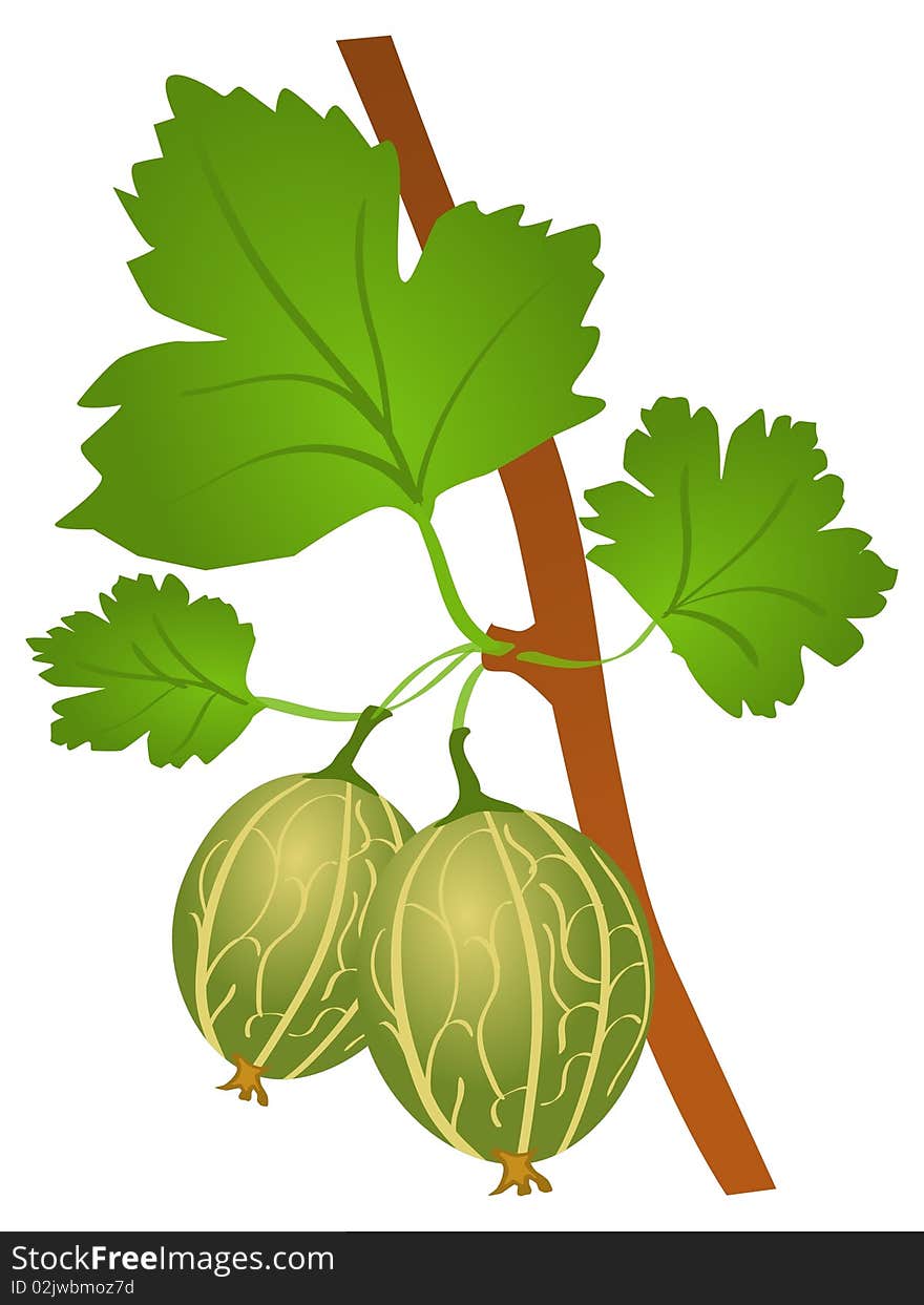 Vector colored illustration of gooseberry