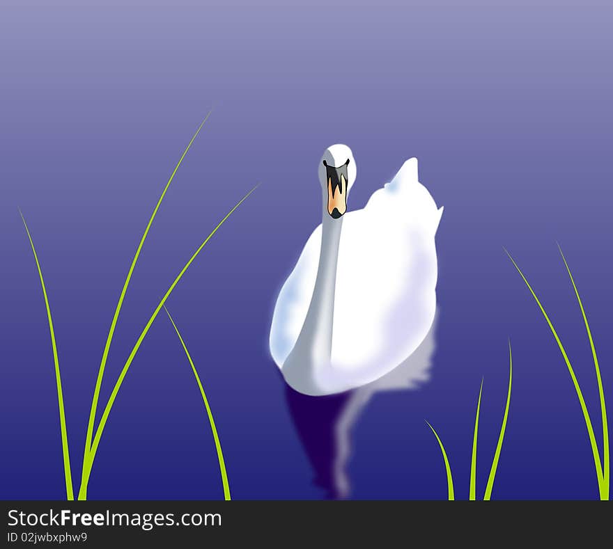 A white swan swimming on the water.