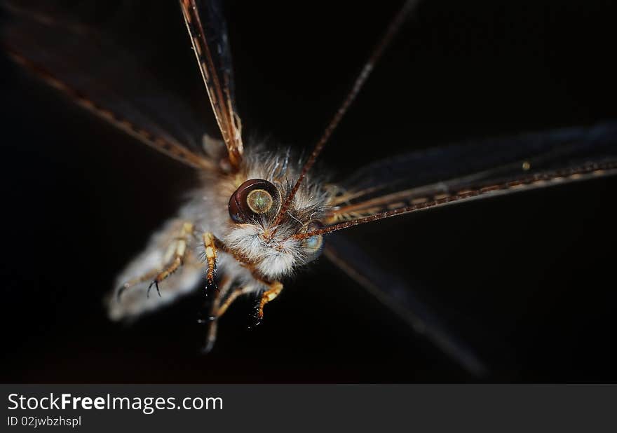 Close-up to dragonfly on black background. Close-up to dragonfly on black background