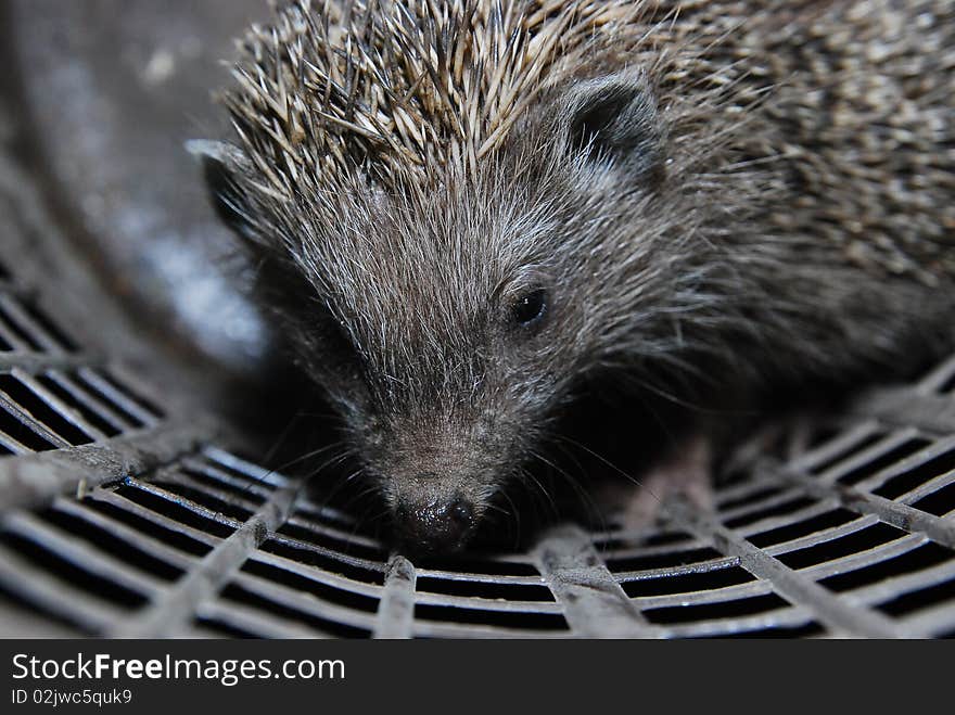 Close-up to hedgehog in the bucket