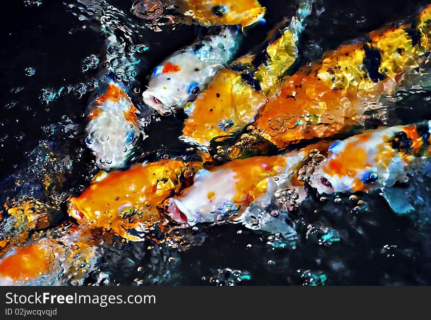 Koi fish in pond drink fresh water from man-made waterfall