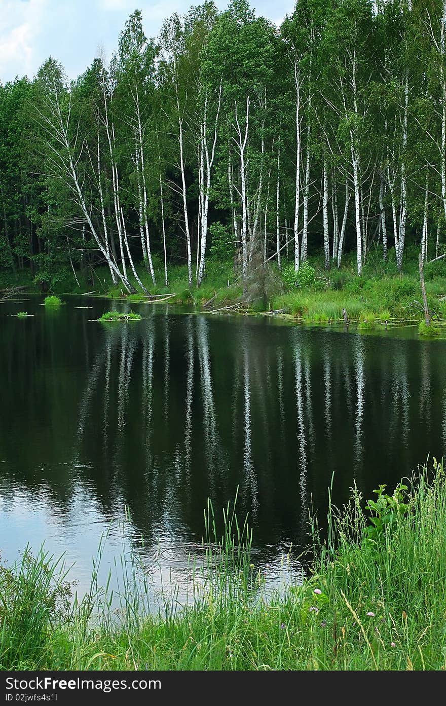 Lake in the forest.